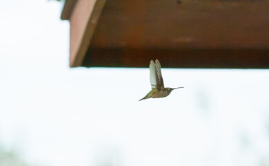 Humming Bird in Flight  © 2N_Ranch