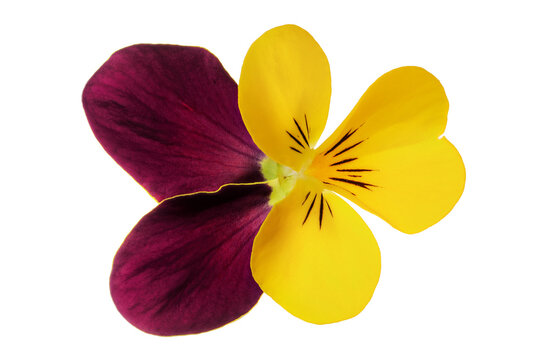 Pansy viola flower isolated on white background