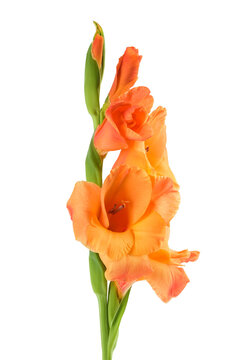 Orange gladiolus flower isolated on white background
