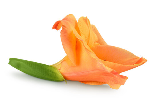 Orange gladiolus flower isolated on white background
