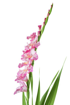 Pink gladiolus flower isolated on white background