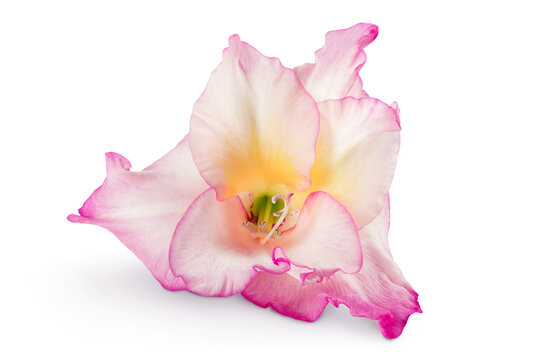Pink gladiolus flower isolated on white background