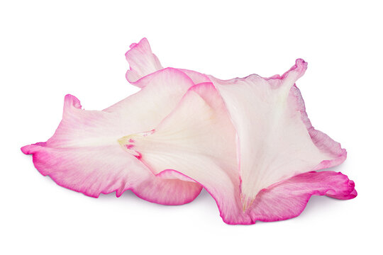 petals of pink gladiolus flower isolated on white background