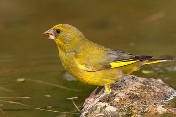 Verderón común (Chloris chloris) Hartandose de agua © FranciscoJose