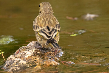 De espaldas en la roca de la charca. Verderón común (Chloris chloris) © FranciscoJose
