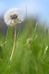 Dandelion Seed Head in Green Grass Against Blue Sky © ThreePathsPhoto