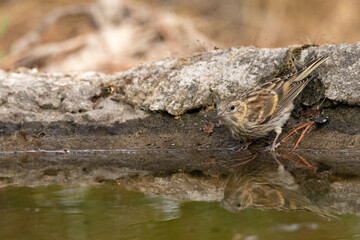 Verdecillo o serín verdecillo (Serinus serinus) hidratandose en un día de calor  © FranciscoJose