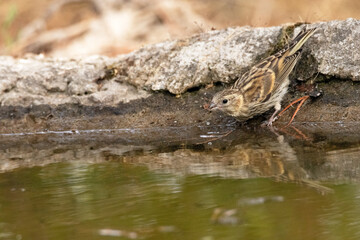 Empieza a animarse a beber. Verdecillo o serín verdecillo (Serinus serinus) © FranciscoJose