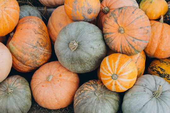 Autumn pumpkins of various colors and sizes, showing a plentiful harvest display for fall season concepts