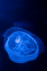 Jellyfish swimming in an aquarium, translucent jellyfish with delicate tentacles floating underwater, marine life and ocean wildlife exhibit. © Shanna