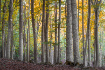 Obraz premium Beech Forest in Autumn, Monte Amiata, Abbadia San Salvatore