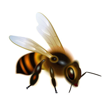 Isolated illustration of a realistic honey bee with striped abdomen and translucent wings transparent background
