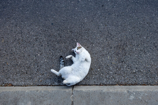Overhead view of white and gray domestic cat resting on asphalt beside concrete curb with legs slightly curled in urban street setting under soft neutral daylight