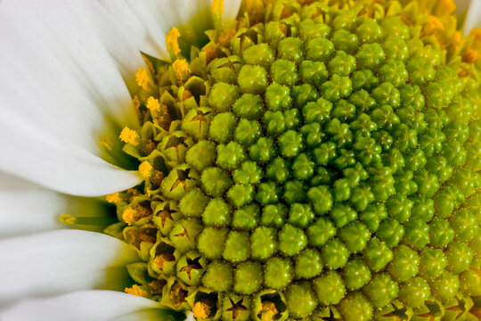 A white petal daisy blooms in a spring garden in Washington state