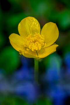 A buttercup blooms in a spring garden in Washington state