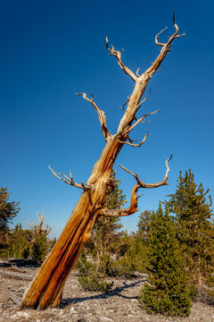 Ancient bristlecone pines in the White Mountains of the Inyo National Forest in California