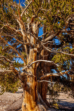 Ancient bristlecone pines in the White Mountains of the Inyo National Forest in California