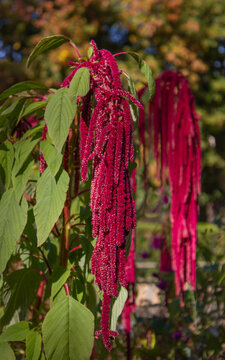 A close-up shot of the deep red flower of the love-lies-bleeding plant. Macro image of the vibrant red, drooping inflorescences of Amaranthus caudatus set against a blurred