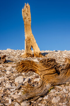 Ancient bristlecone pines in the White Mountains of the Inyo National Forest in California