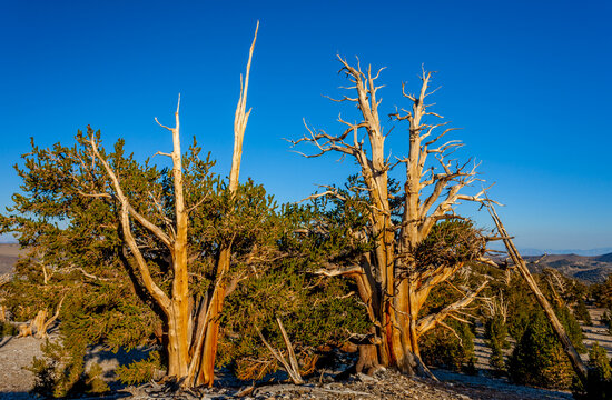 Ancient bristlecone pines in the White Mountains of the Inyo National Forest in California