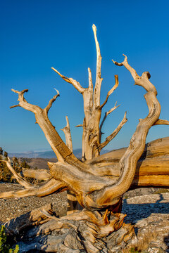 Ancient bristlecone pines in the White Mountains of the Inyo National Forest in California