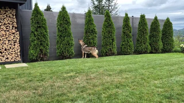 Active guard dog running along a fence with thuja trees and a firewood stack in a green backyard surrounded by mountains, protecting private property.
