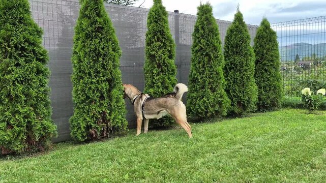 Active guard dog barking near a garden fence with thuja trees in a green backyard surrounded by mountains, protecting private property.