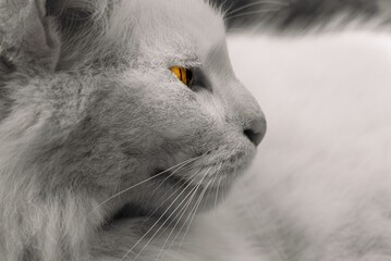 Close-up profile of a white cat with striking selective color amber eye © Eitan Schwartz