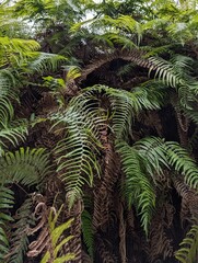 Kyoto, Japan - March 19, 2026: Dense cascading green fern fronds and lush forest foliage along the wooded hillside grounds near Kiyomizu-dera Temple © Mazie