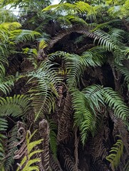 Kyoto, Japan - March 19, 2026: Dense cascading green fern fronds and lush forest foliage along the wooded hillside grounds near Kiyomizu-dera Temple © Mazie