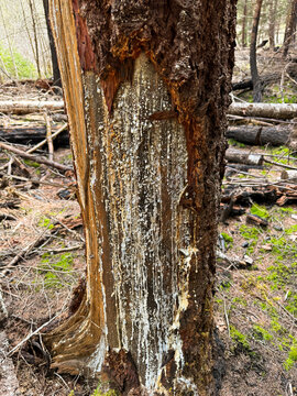 Sap on a burned tree along the Middle Fork National Recreation Trail in Oregon after a fire