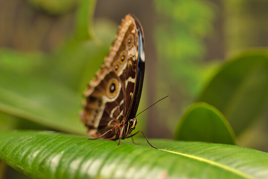 Morpho butterfly with closed wings sitting on green leaf profile view, selective focus, macro