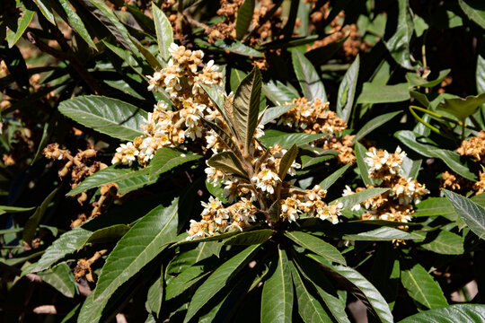 Loquat tree Eriobotrya japonica blooming with white flowers