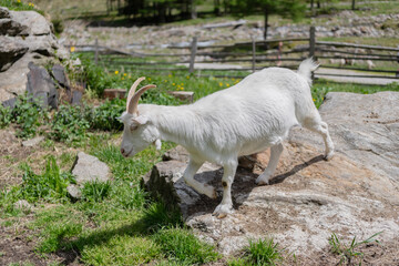 White goat grazing at farming pasture in nature. Graze in pasture countryside. Domestic animal on summer farm. Rural landscape with goat standing on stone. Goat at village © be free
