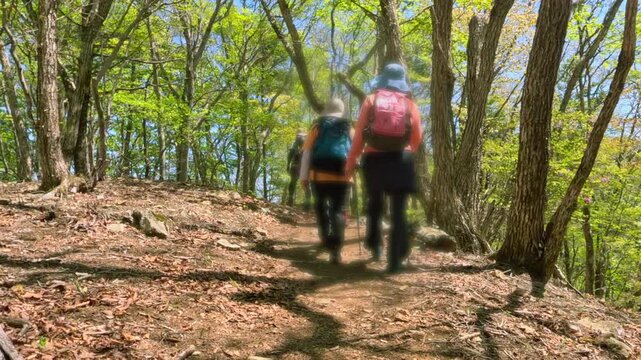 新緑の山道をリュックを背負ってハイキングする登山客の後ろ姿