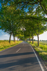 Obraz premium Scenic country way and spring nature. Rural road through alley. Rural way to village in countryside. Road in countryside. Country road with trees. Country road to village