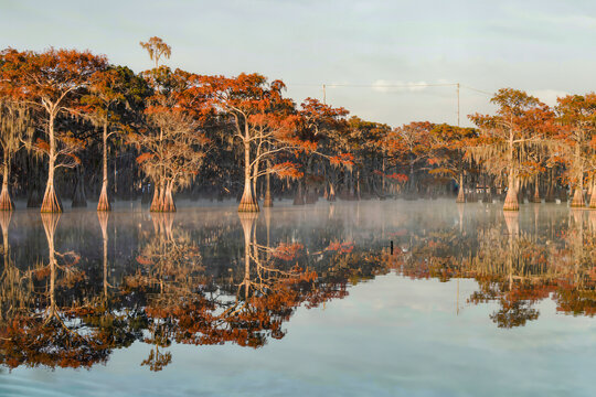 Rust orange bald cypress trees draped in spanish moss rise from a misty swamp and mirror in the still water