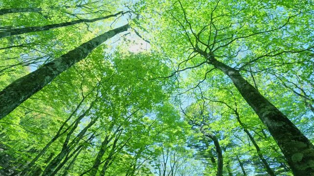 青空を見上げる新緑の木々と木漏れ日輝く美しい森林風景