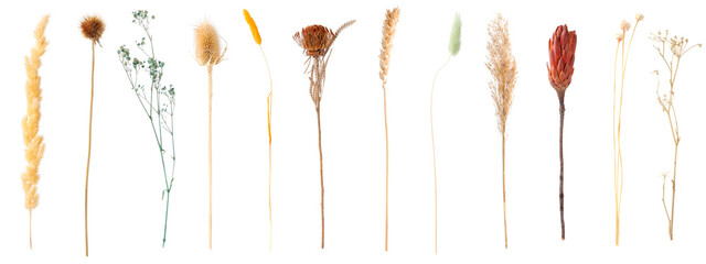 Fototapeta premium Decorative dry flowers isolated on white, set