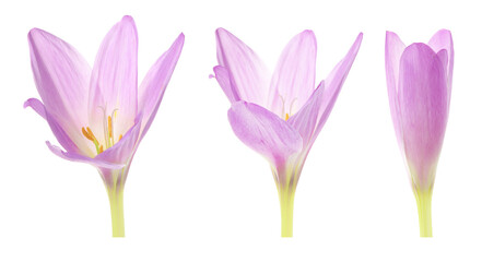 Obraz premium Beautiful crocus on white background. Collage showing flower blooming