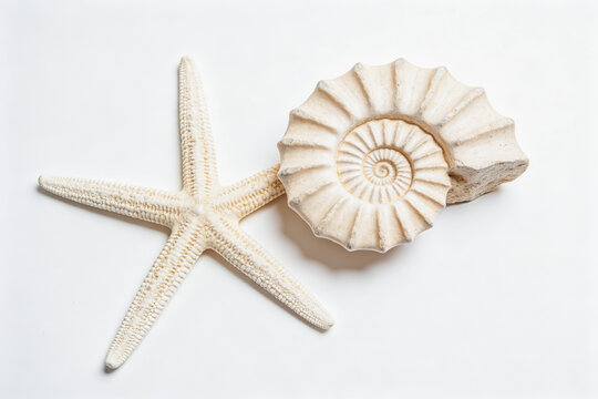 A five-armed starfish and an ammonite fossil shell rest on a plain white background, showcasing marine natural specimens.