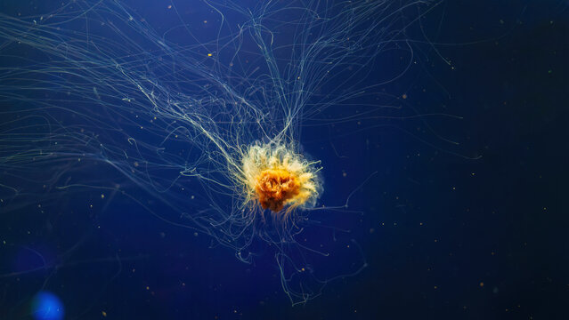 Lion&rsquo;s Mane Jellyfish with Long Tentacles in Blue Aquarium Water