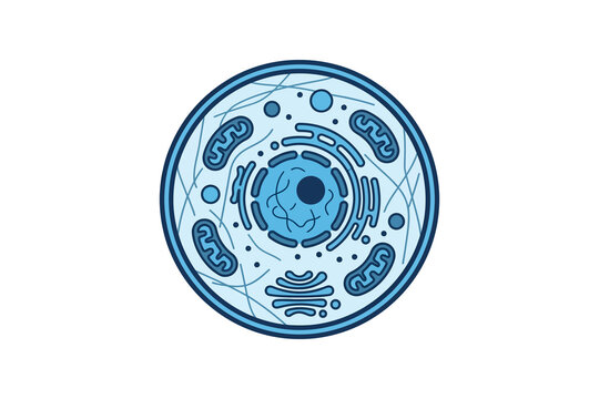 Animal Cell Biology Vector Illustration