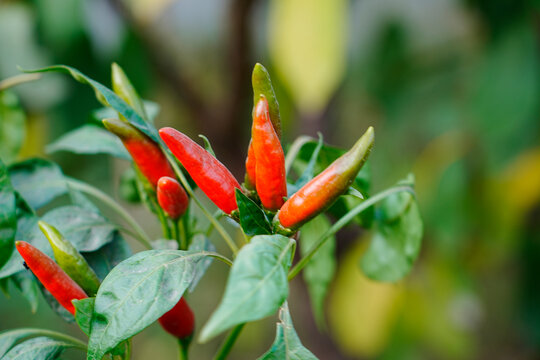 Chili pepper plant red fruit closeup nature agriculture