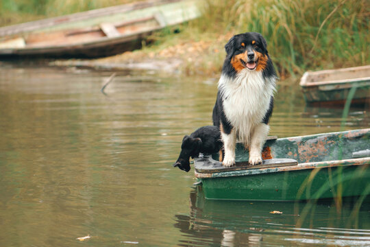 Australian Shepherd and black cat share a small boat on calm countryside water. Dog and feline companionship creates a cozy fall travel and friendship concept.