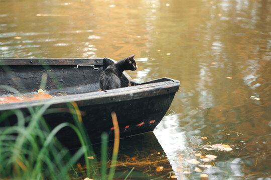 Black cat sits inside a small wooden boat floating near an autumn shore. Peaceful waterside scene captures seasonal nature, solitude and cozy countryside mood.