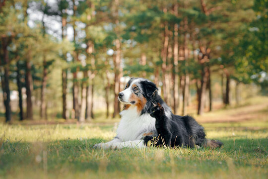 Australian Shepherd lies on grass surrounded by warm seasonal woodland light. Relaxed companion enjoys a peaceful fall day during a countryside adventure.