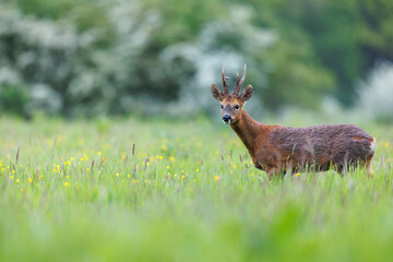 Roe deer © Alex