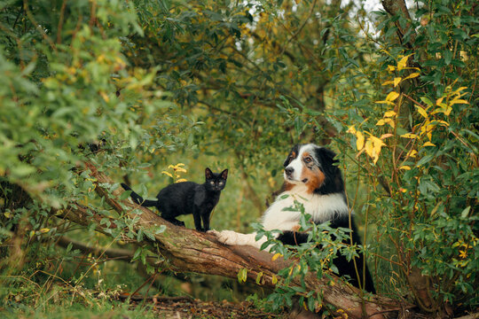 Australian Shepherd and black cat stay together beside a fallen forest tree. Colorful fall vegetation surrounds the unusual companions during a peaceful outdoor adventure.