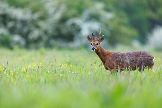 Roe deer